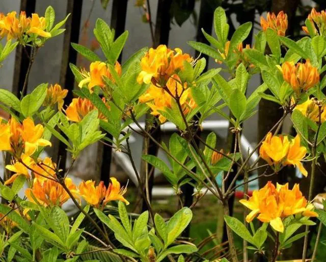十二生肖，各有各的“幸運花”，愛花的人別養(yǎng)錯了