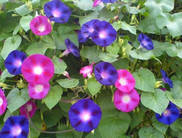 十二生肖，各有各的“幸運花”，愛花的人別養(yǎng)錯了