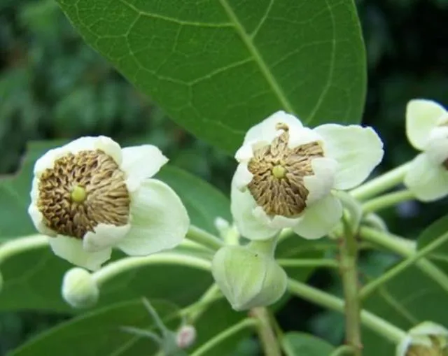十二生肖，各有各的“幸運花”，愛花的人別養(yǎng)錯了