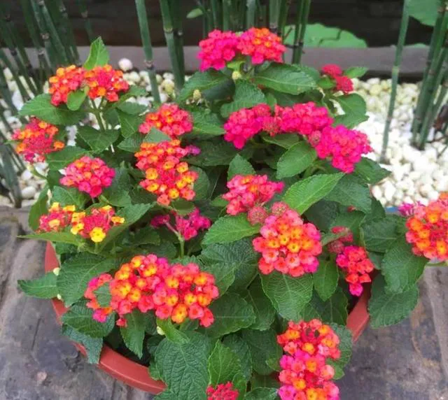 十二生肖，各有各的“幸運花”，愛花的人別養(yǎng)錯了