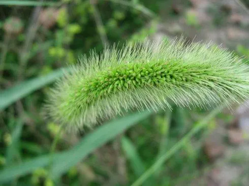 十二生肖，各有各的“幸運花”，愛花的人別養(yǎng)錯了