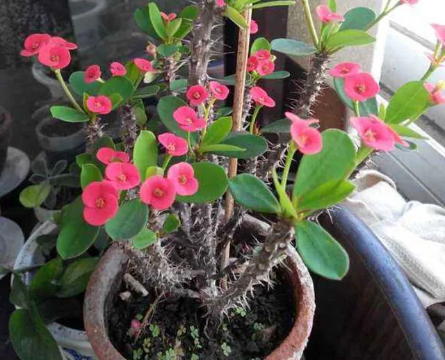 十二生肖，各有各的“幸運花”，愛花的人別養(yǎng)錯了