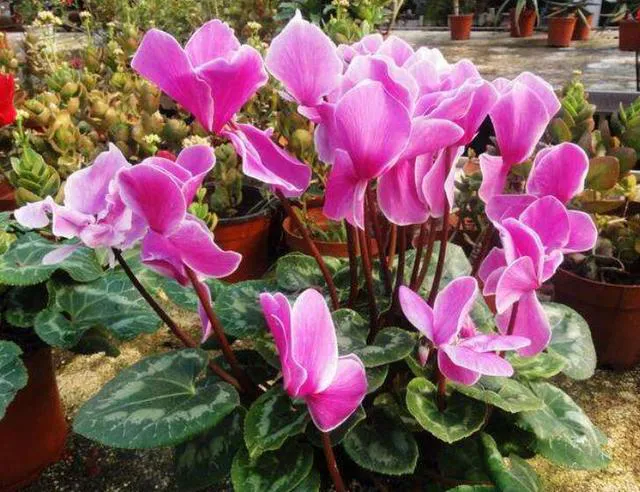 十二生肖，各有各的“幸運花”，愛花的人別養(yǎng)錯了