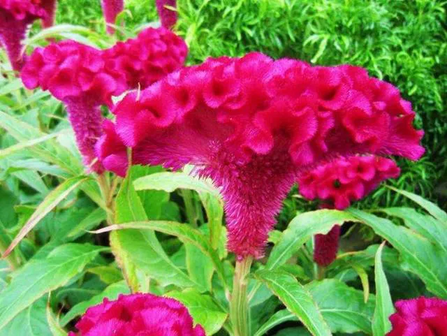 十二生肖，各有各的“幸運花”，愛花的人別養(yǎng)錯了